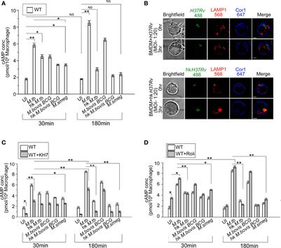 A Bumpy Ride of Mycobacterial Phagosome Maturation: Roleplay of Coronin1 Through Cofilin1 and cAMP